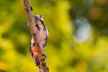Syrian woodpecker or Dendrocopos syriacus close