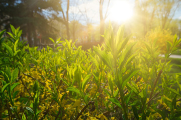Obraz na płótnie Canvas Sun shining in the garden through young green leaves