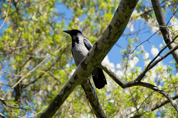 Hooded crow (Corvus cornix) sitting on a green branch.