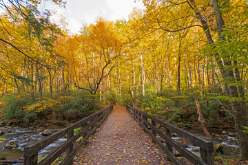 Bridge into the Fall Forest