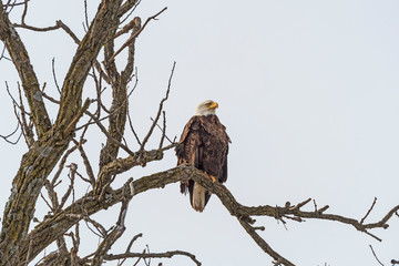 Bald Eagle in a Tree in Winter