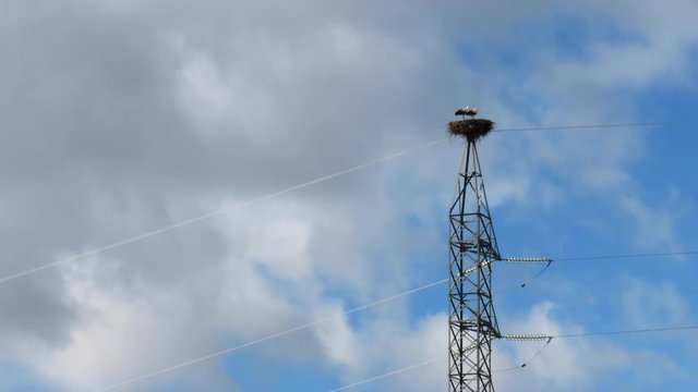 WHITE STORK - CIG&Uuml;E&Ntilde;A BLANCA (Ciconia ciconia), Cervera de Pisuerga, Monta&ntilde;a Palentina, Palencia, Castilla y Leon, Spain, Europe