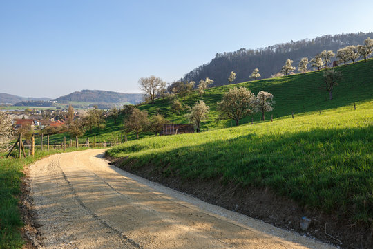 Spring landscape with blooming fruit trees. Village of Villigen, Switzerland, Europe.