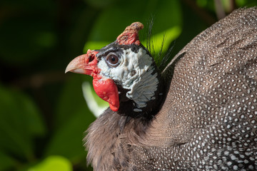 portrait of rooster