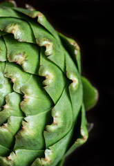 Obraz premium Close - up of globe artichoke on black background. Green, fresh, macro, organic, vegetarian artichoke.
