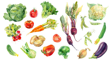 Fototapety  Akwarela malowane zbiór warzyw. Świeże kolorowe warzywa w tle