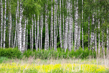 Birch grove on a sunny summer day.
