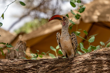Red-billed hornbill