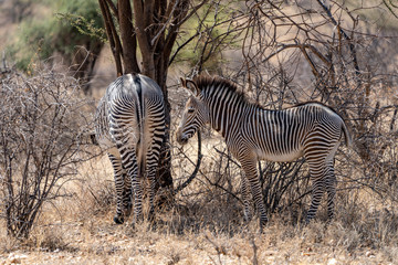 Grevy's zebras