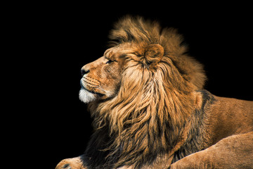Portrait lion on the black. Detail face lion. Hight quality portrait lion. Portrait from animal © britaseifert