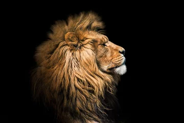 Fotobehang Portretleeuw op de zwarte. Detail gezicht leeuw. Portret leeuw van hoge kwaliteit. Portret van dier © britaseifert