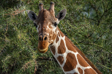 Reticulated Giraffe