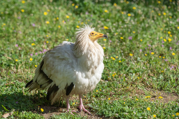bird in grass