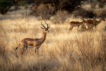Gerenuk watching Impala pass by
