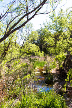 Wetland along Sandy Creek at Enchanted Rock State Natural Area near Fredericksburg, Texas