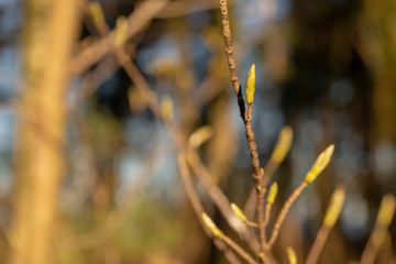 Knospen im Frühling