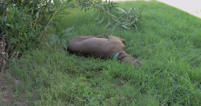 Young brown dog with a blue collar chewing on a rawhide bone in the backyard.