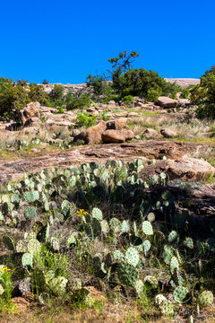 Cacti, wildflowers, and boulders at Enchanted Rock State Natural Area near Fredericksburg, Texas