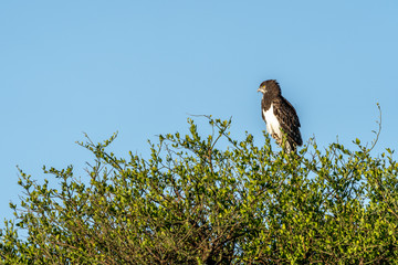 Buzzard watching