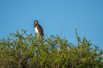 Buzzard watching from up high