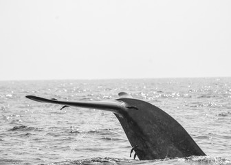 Fototapeta premium A blue whale at the surface of the water in Sri Lanka.