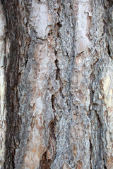 thick bark