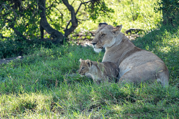 Naklejka premium Mother lion with cub