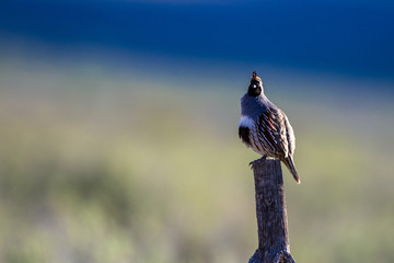 Male Gambel's Quail at dawn in a field with a mountain in the background