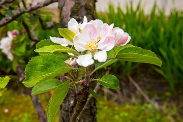 Apple blossom in a garden in Lancashire England