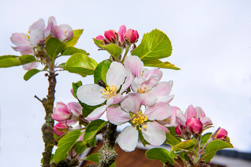 Apple blossom in a garden in Lancashire England