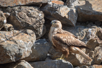 bird of prey