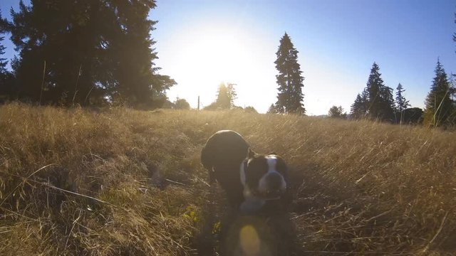 Boston Terrier Puppy Dog Running Through Tall Grass Field in Fall Season