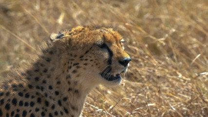 close up of a sitting cheetah looking to the right in masai mara game reserve