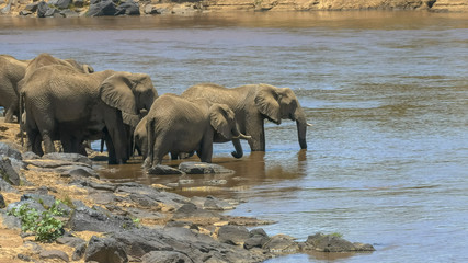 wide angle shot of an elephant herd drinking from the mara river in kenya