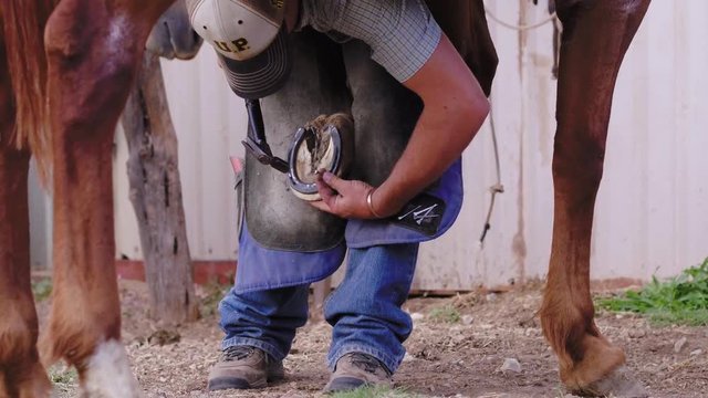 Slow motion shot between brown horse legs of a Farrier driving in new nails into a horse's new horseshoe, 23.98 fps, 4K.