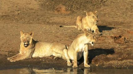 three young lions sit together at the edge of the mara river in kenya