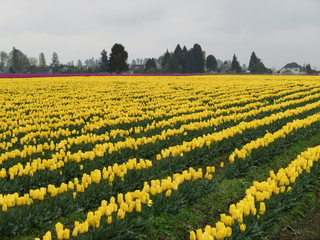 Fototapeta premium field of yellow flowers