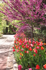 flowers in the garden