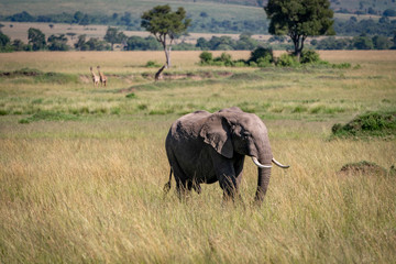 Obraz premium Elephant and giraffes in Africa