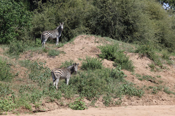 Steppenzebra / Burchell's zebra / Equus burchellii