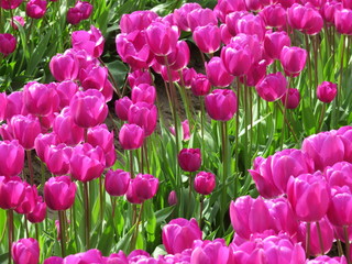 Fototapeta premium pink tulips