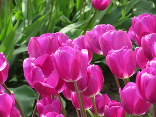 Fototapeta premium pink tulips