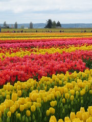 field of colorful tulips