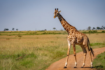 giraffe in africa