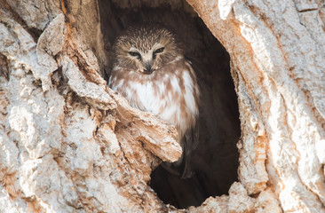 Saw whet owl in the wild