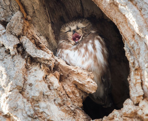 Saw whet owl in the wild