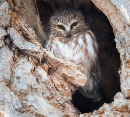 Saw whet owl in the wild