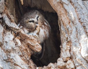 Saw whet owl in the wild