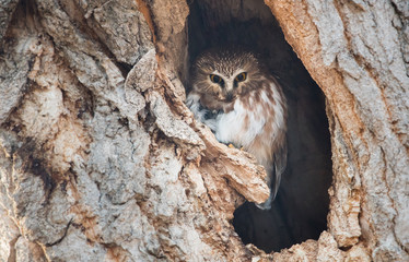 Saw whet owl in the wild