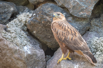 bird of prey